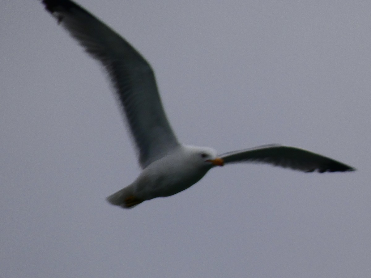 California Gull - ML450558691