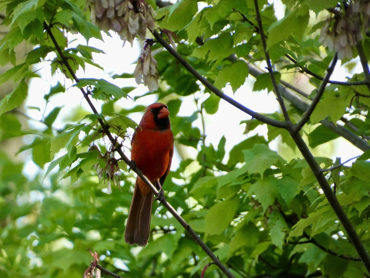 Cardinal rouge - ML450558811