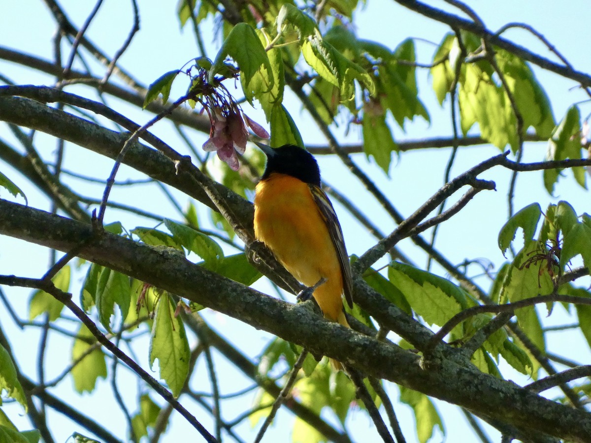 Baltimore Oriole - ML450558831