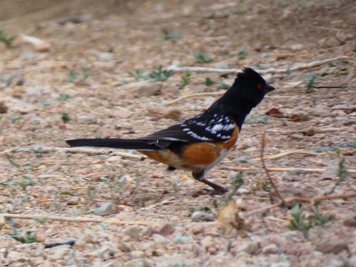 Spotted Towhee - ML450558851