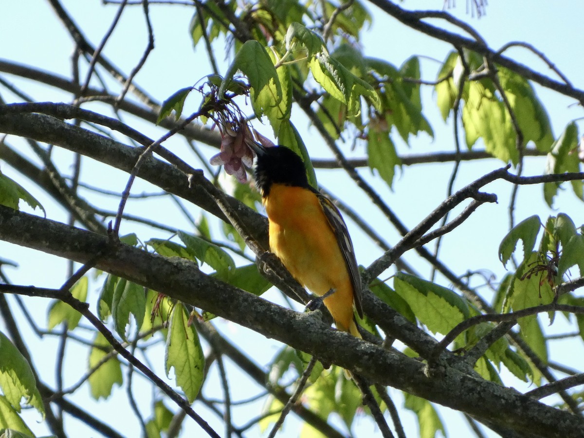 Baltimore Oriole - ML450558891