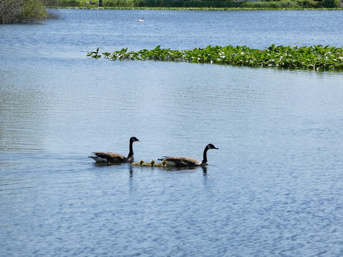 Canada Goose - ML450559501