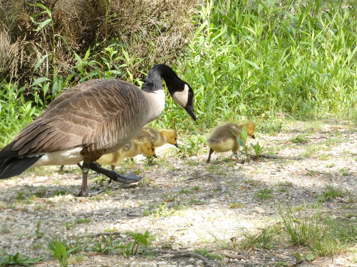 Canada Goose - ML450559541