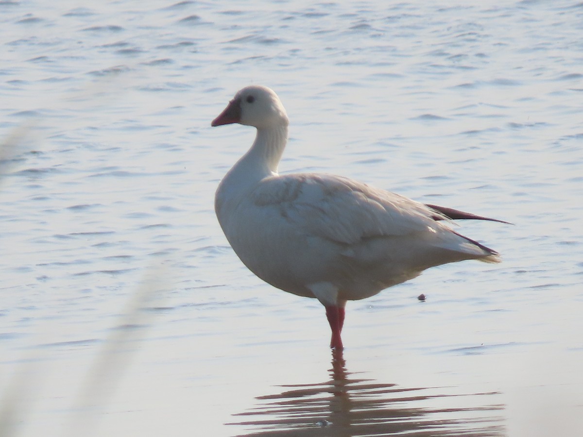 Ross's Goose - ML450560721