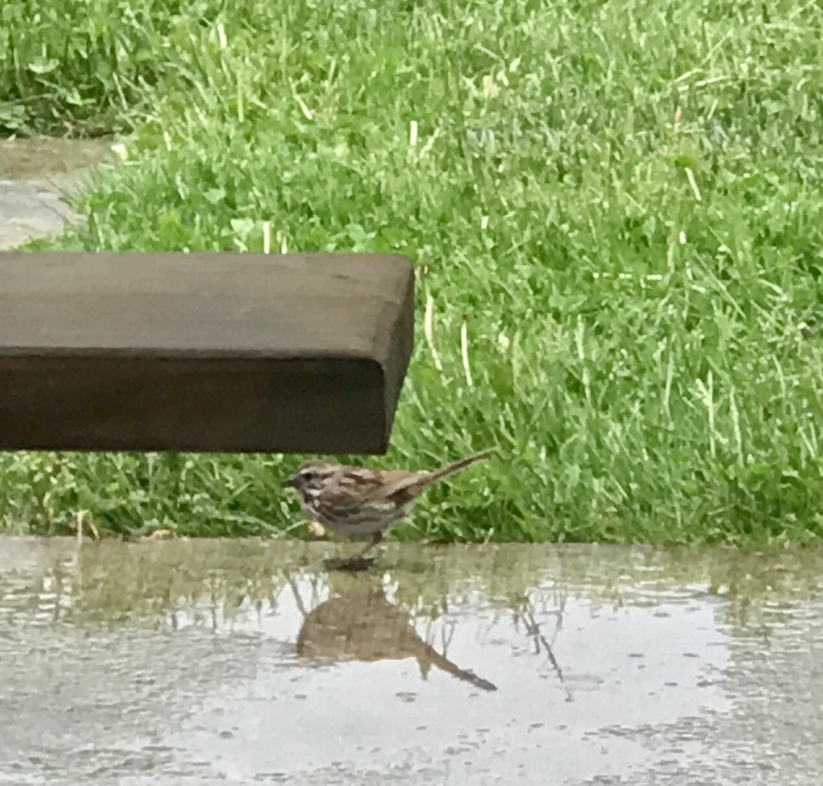 Song Sparrow - ML450562361