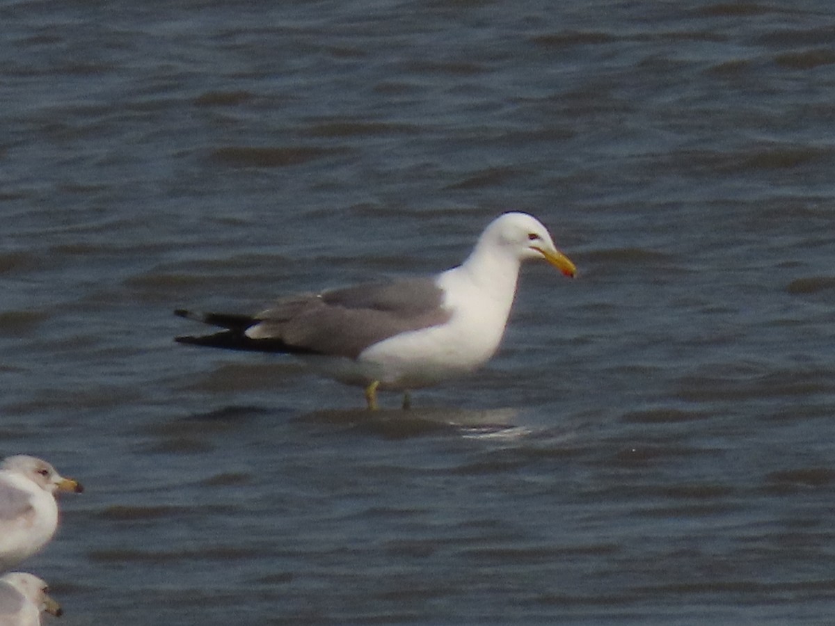 California Gull - ML450562601
