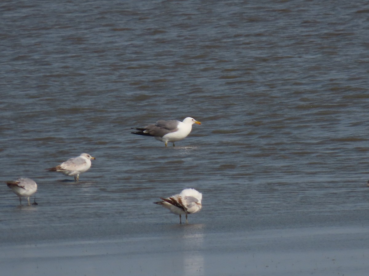 California Gull - ML450563061