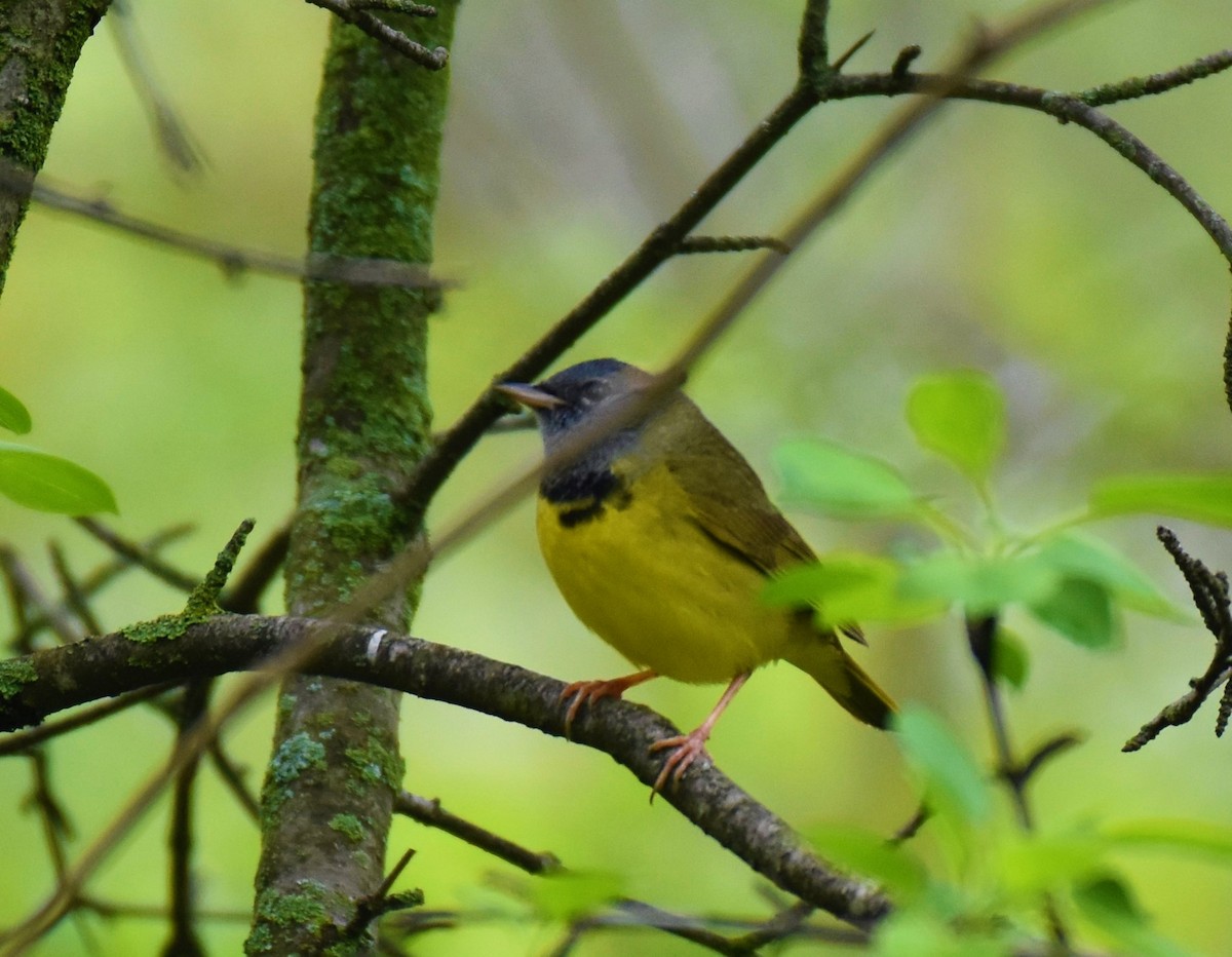 Mourning Warbler - Tom M