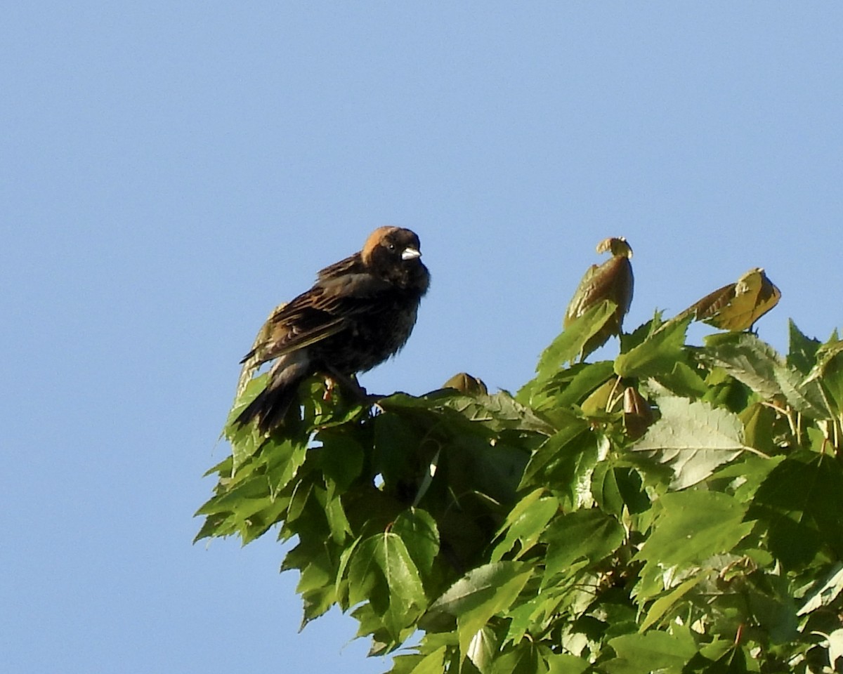 bobolink americký - ML450564631