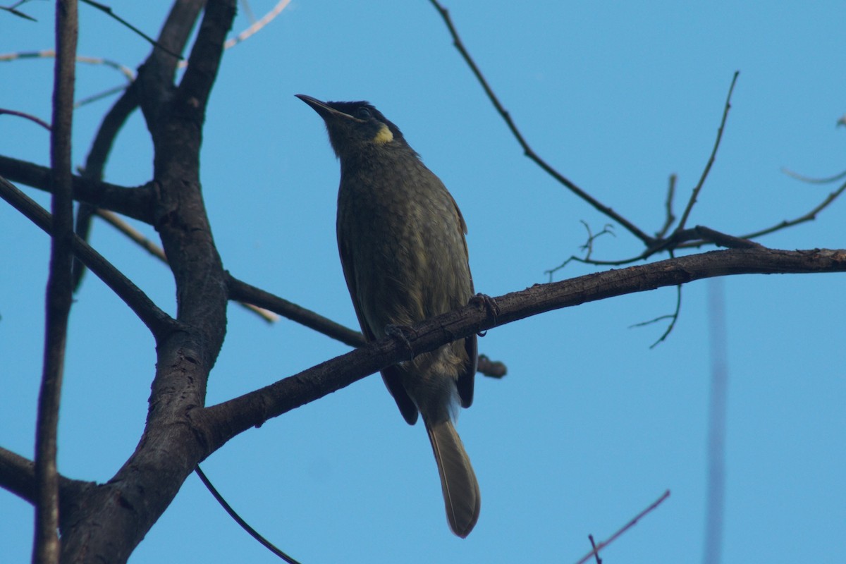 Lewin's Honeyeater - ML450565681