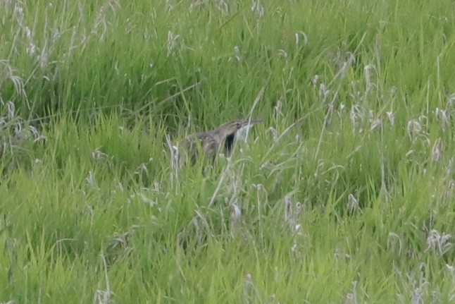 American Bittern - ML450566061