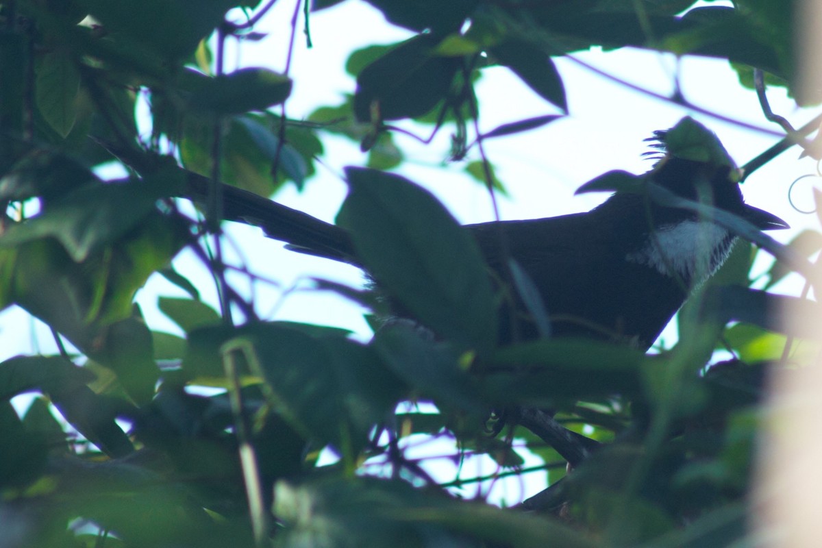 Eastern Whipbird - ML450567021