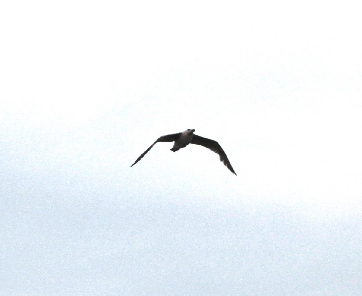 Great Black-backed Gull - ML450567371