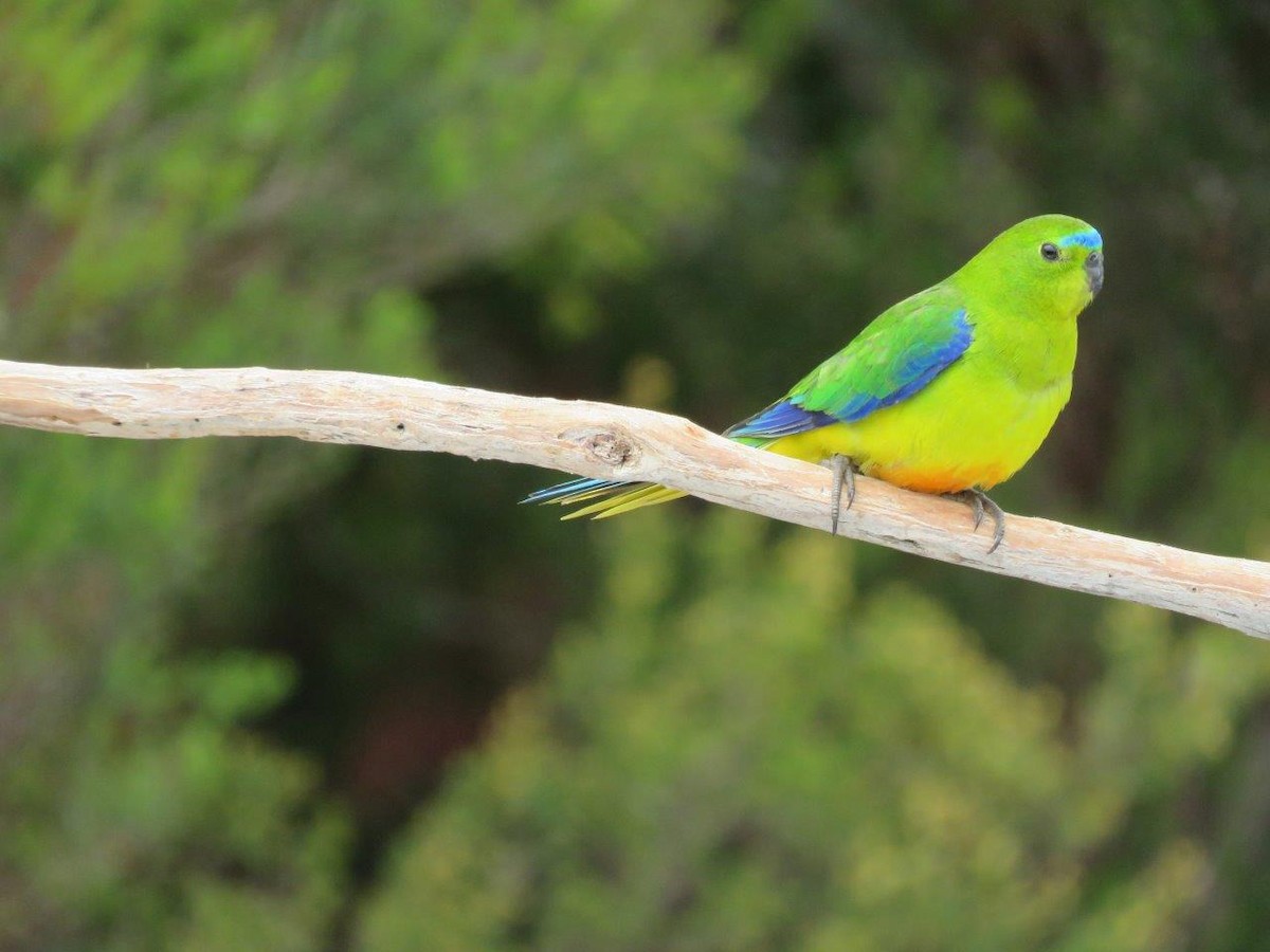 Orange-bellied Parrot - ML45057051