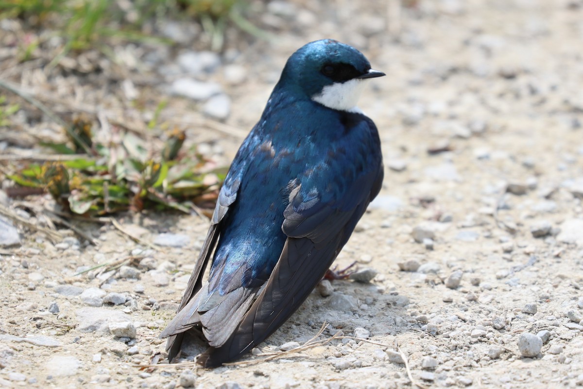 Tree Swallow - ML450571701