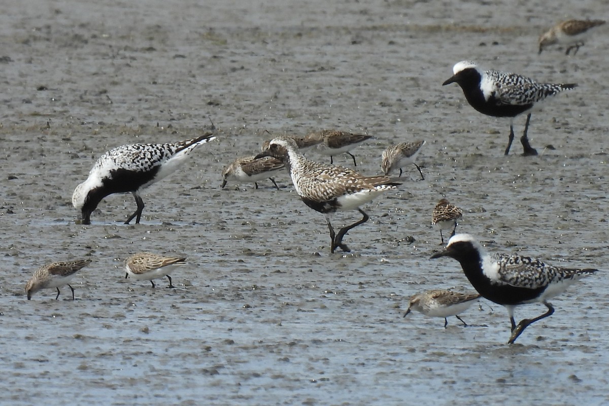 Black-bellied Plover - Pam Hawkes