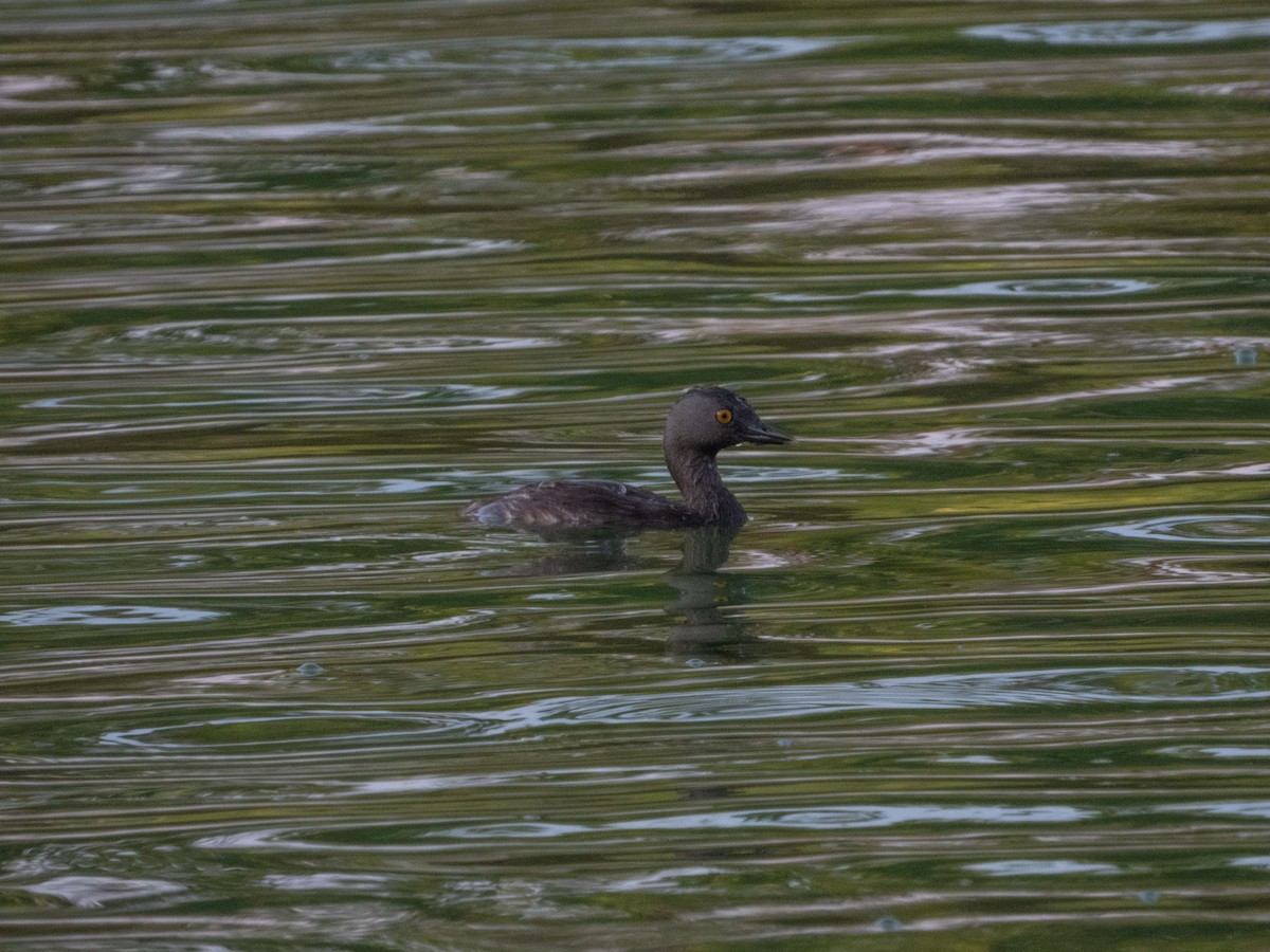 Least Grebe - ML450574201