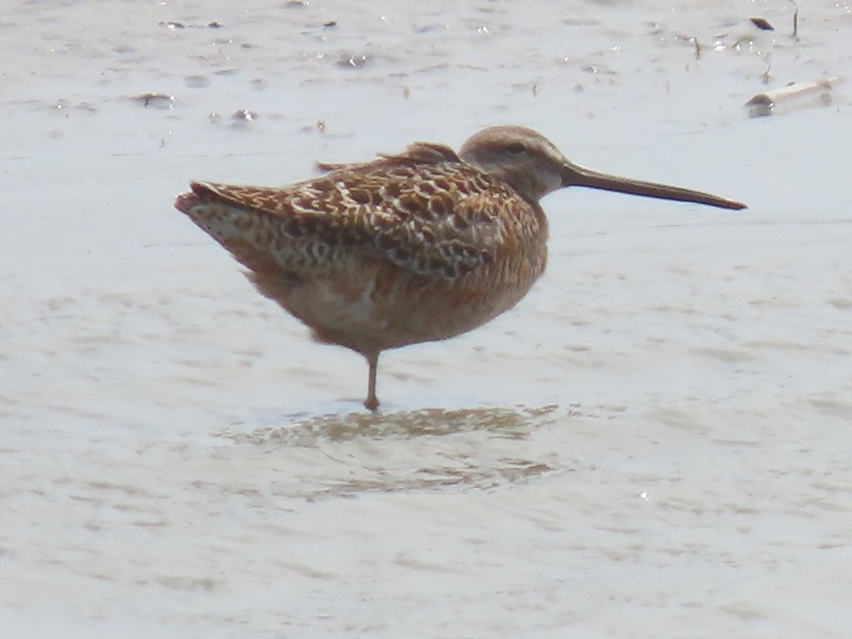 Long-billed Dowitcher - Kathy Carroll