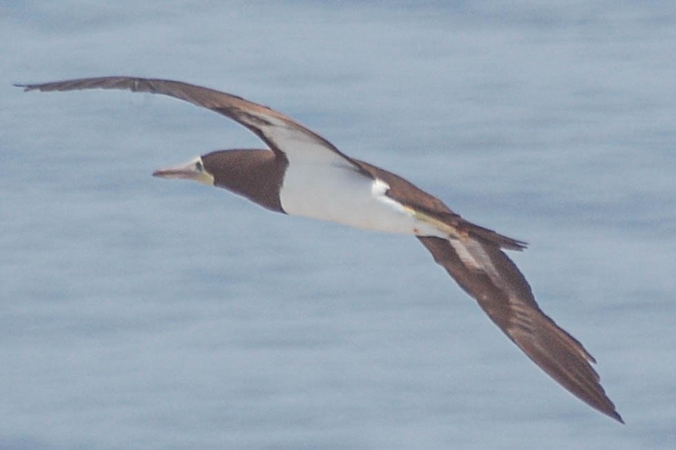 Cocos Booby - ML450574731