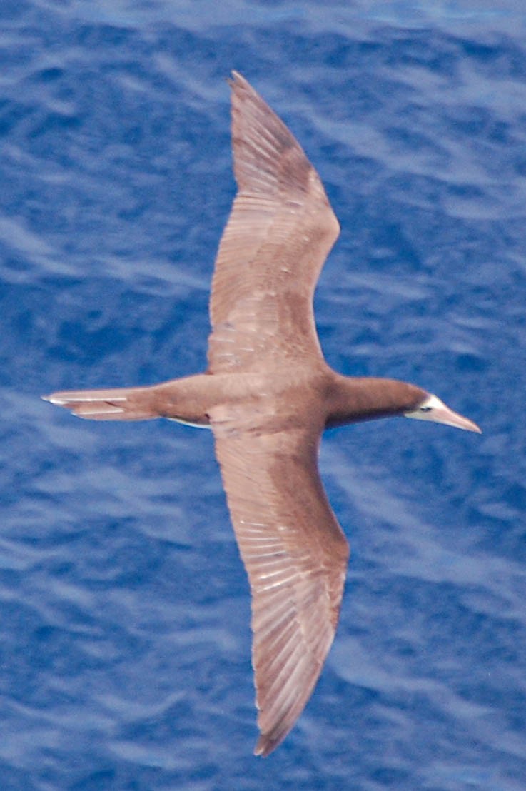 Cocos Booby - ML450574761