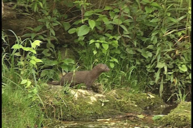 American Mink - ML450575