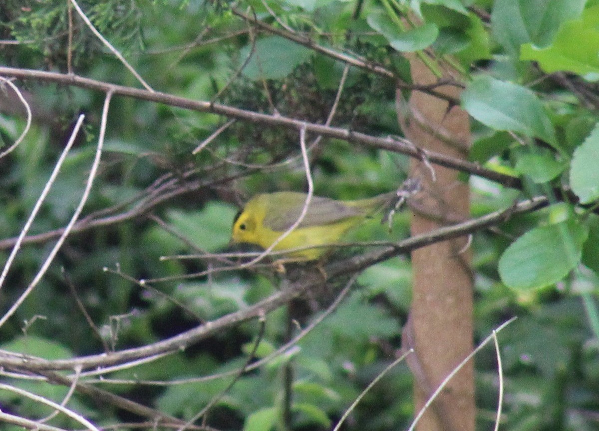 Wilson's Warbler - ML450577891