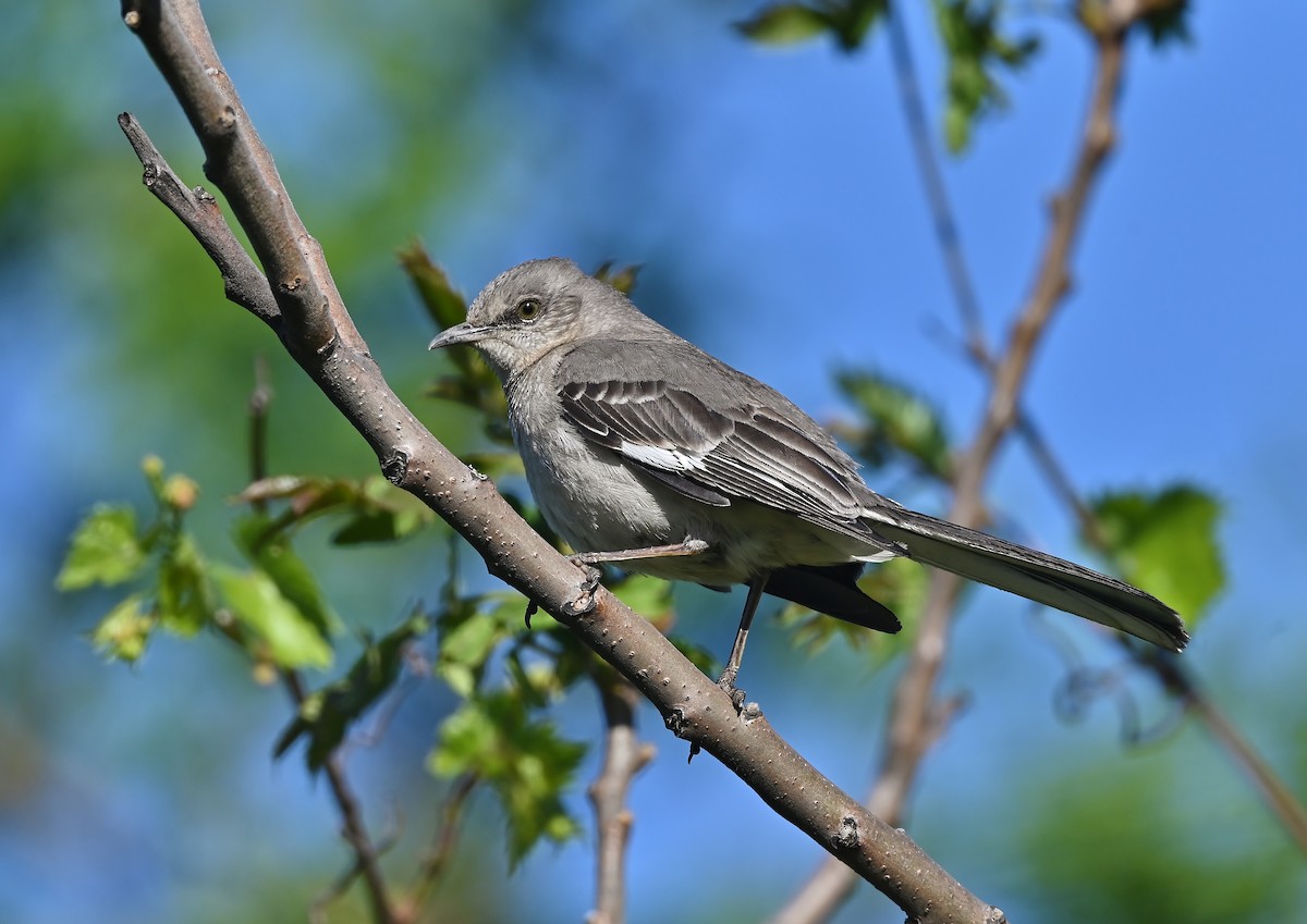 Northern Mockingbird - André Lanouette