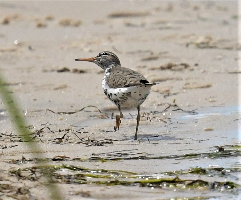 Spotted Sandpiper - MJ Heatherington