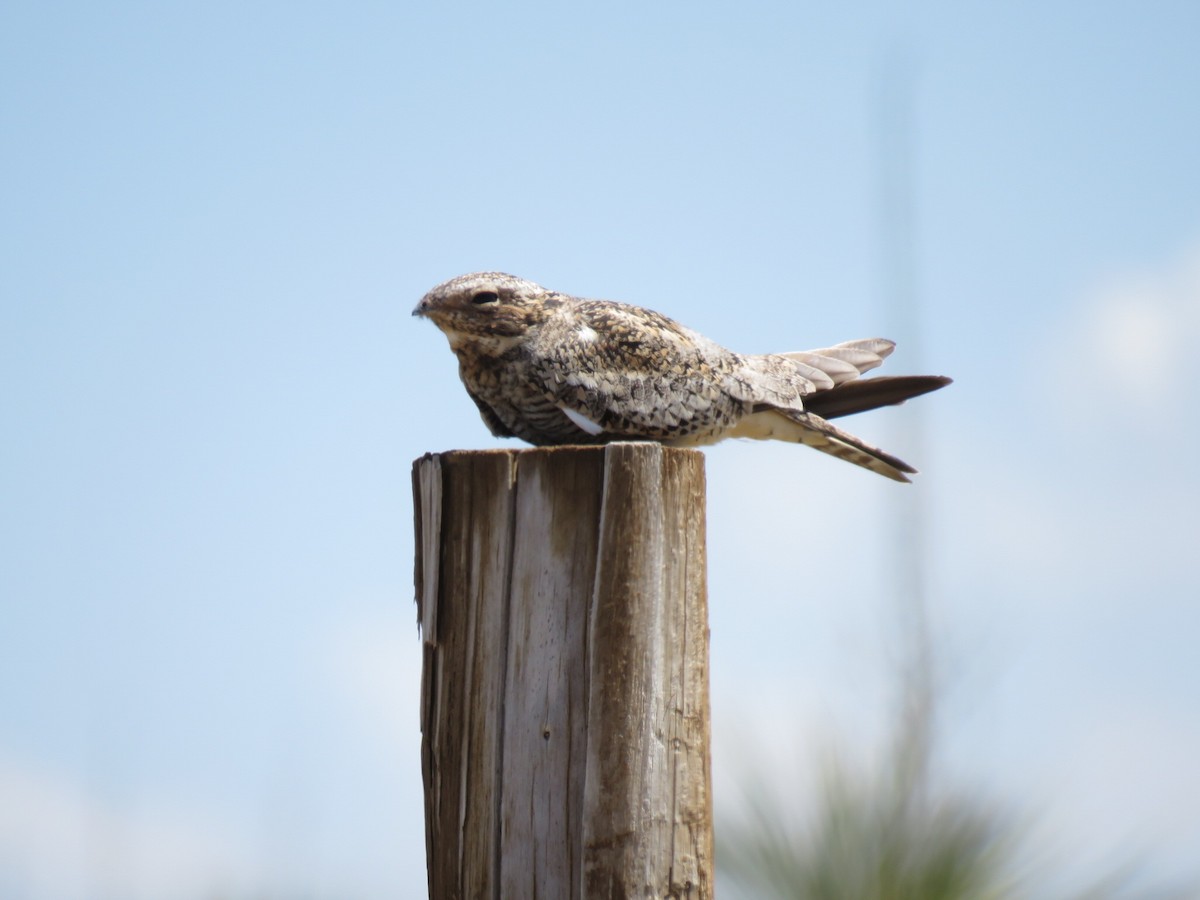 Common Nighthawk - ML450579131