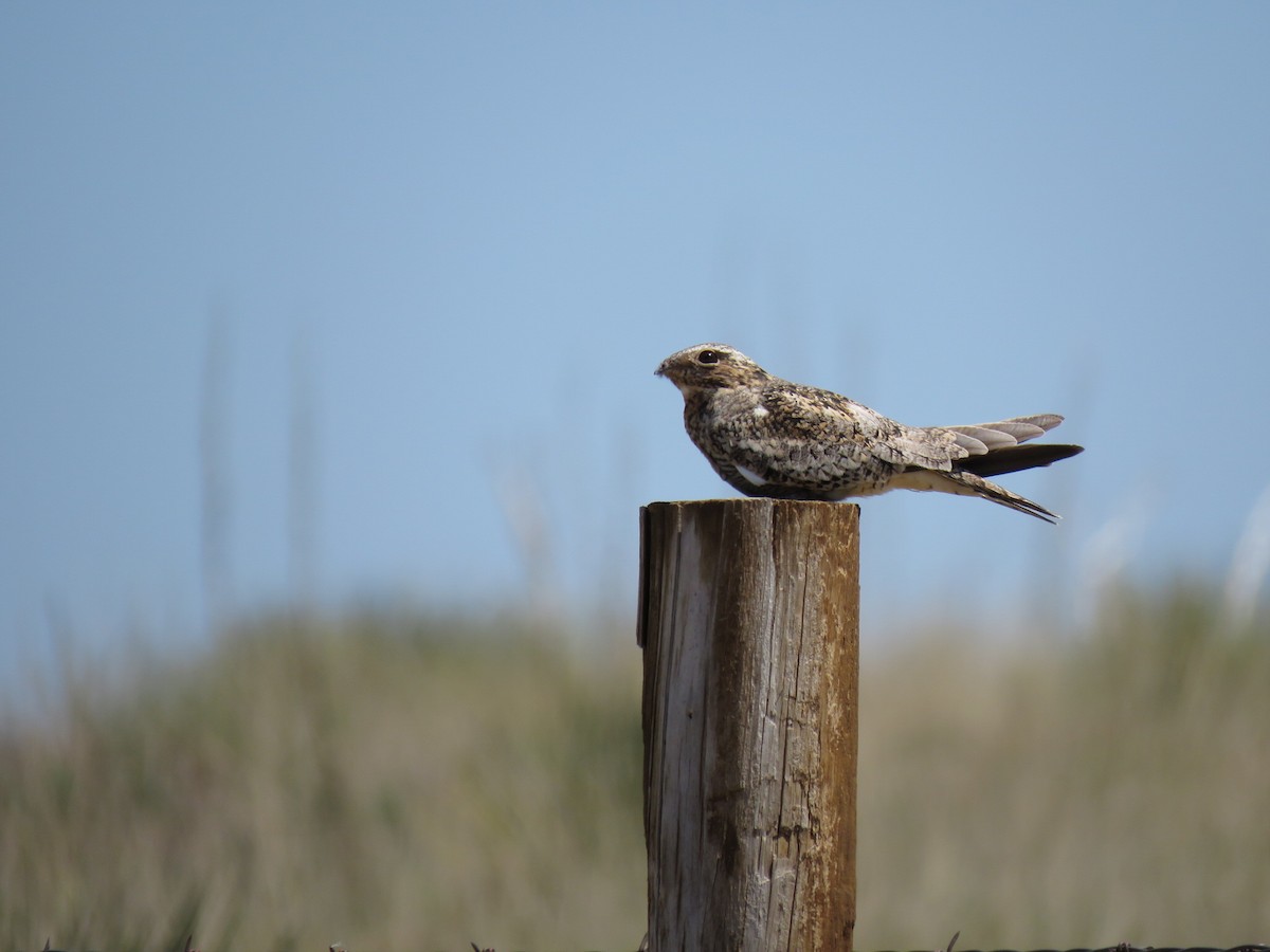 Common Nighthawk - ML450579141