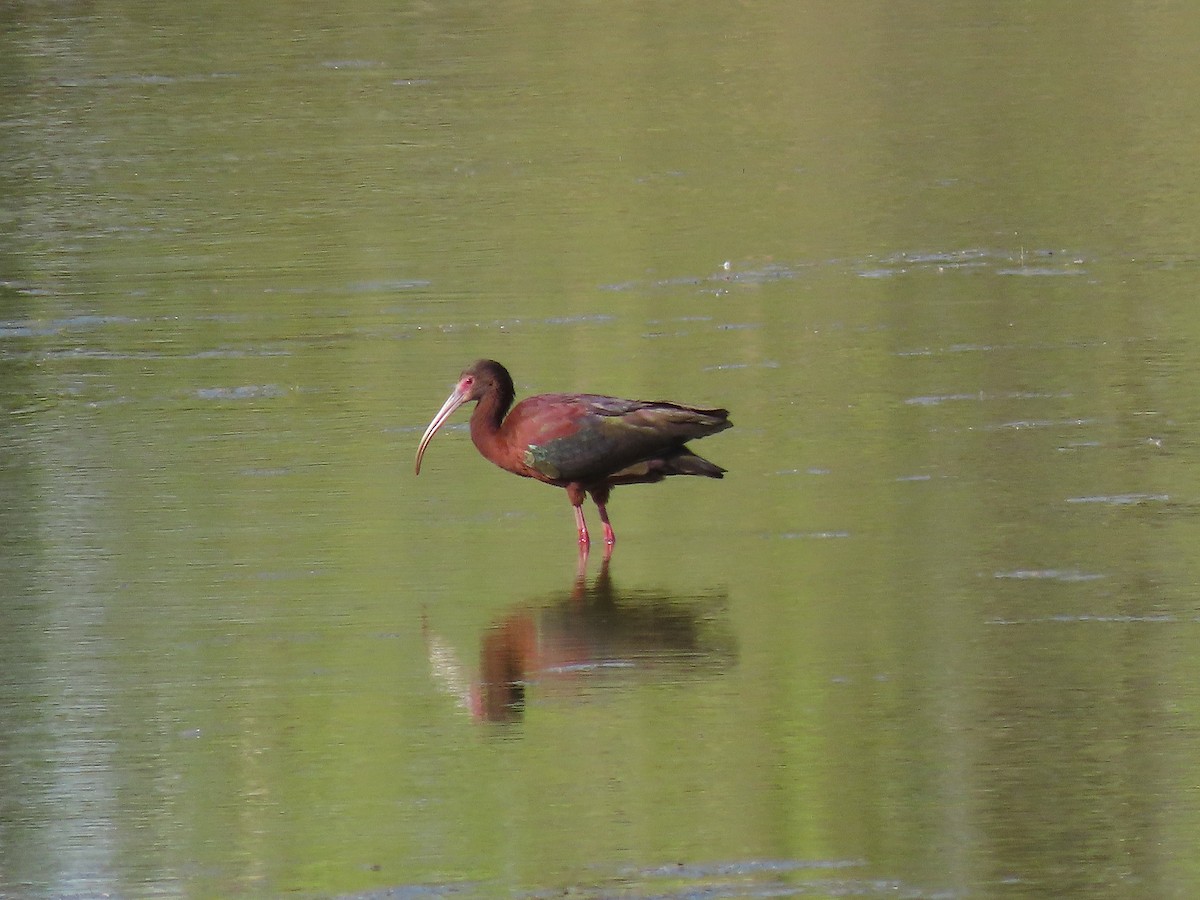 White-faced Ibis - ML450580191