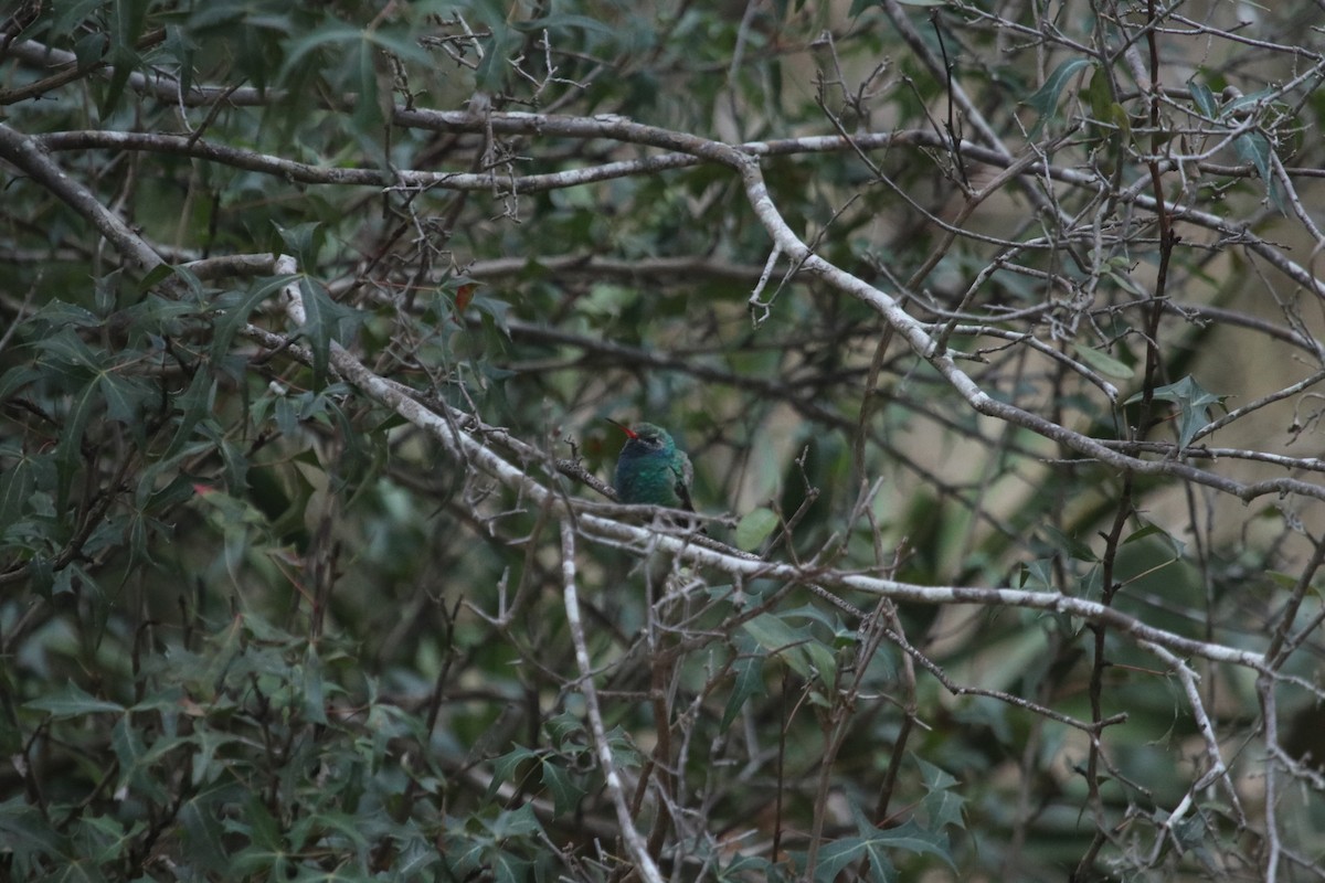 Broad-billed Hummingbird - ML45058021