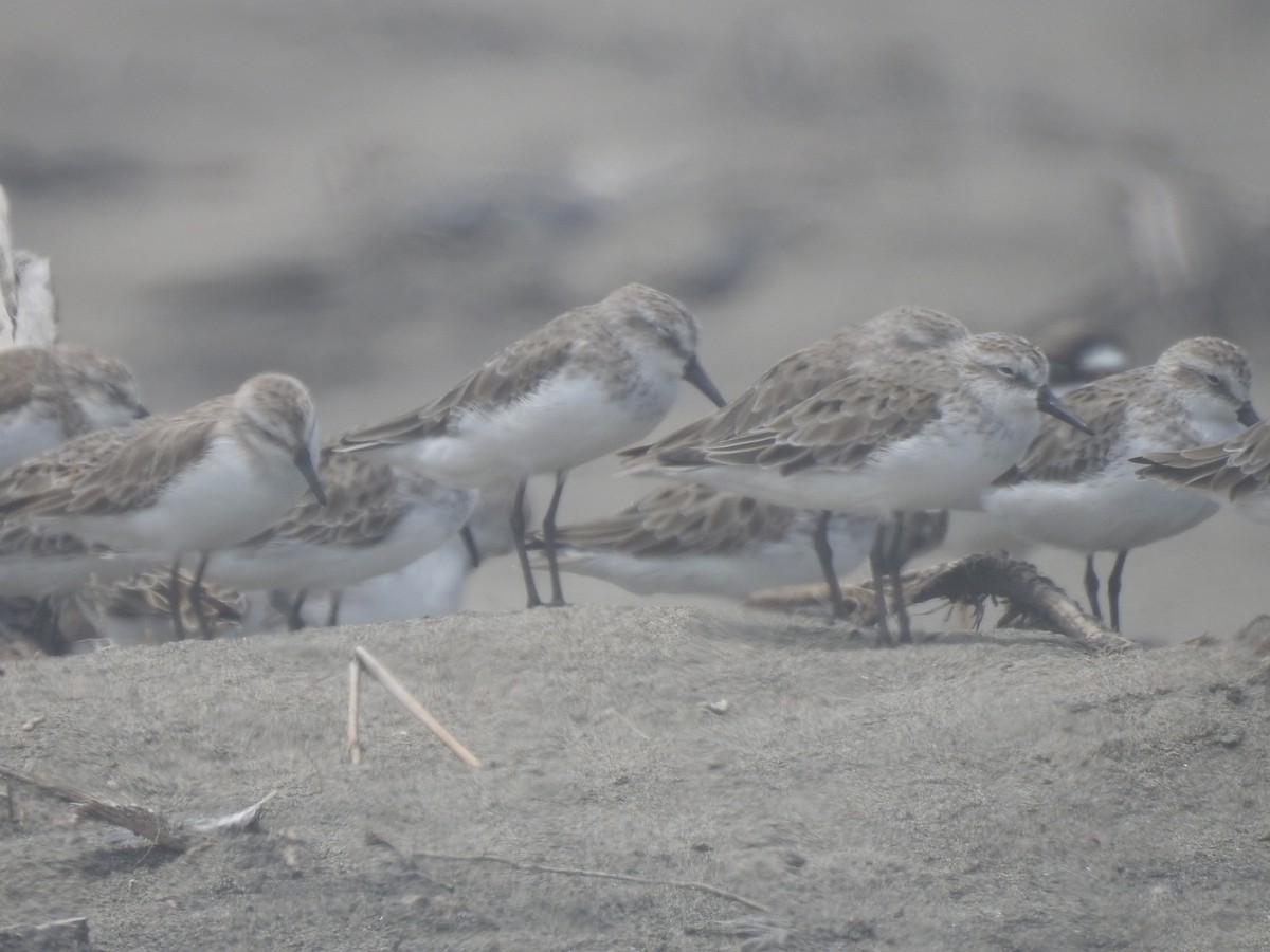 Western/Semipalmated Sandpiper - ML450582011