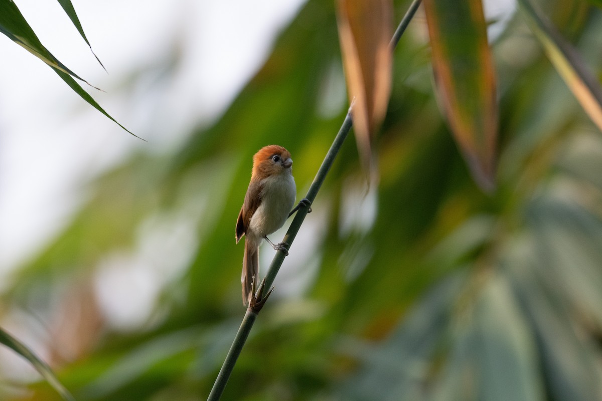 Pale-billed Parrotbill - Charles Thomas