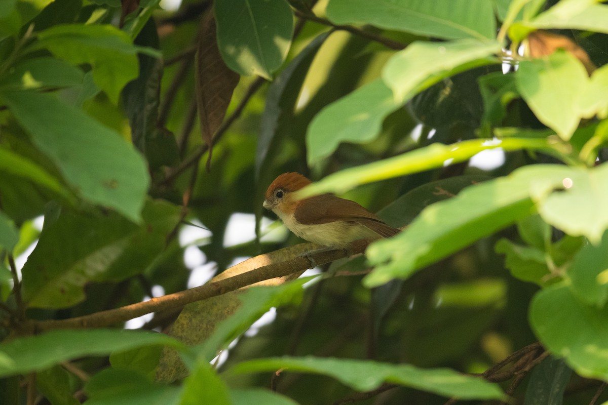 Pale-billed Parrotbill - Charles Thomas