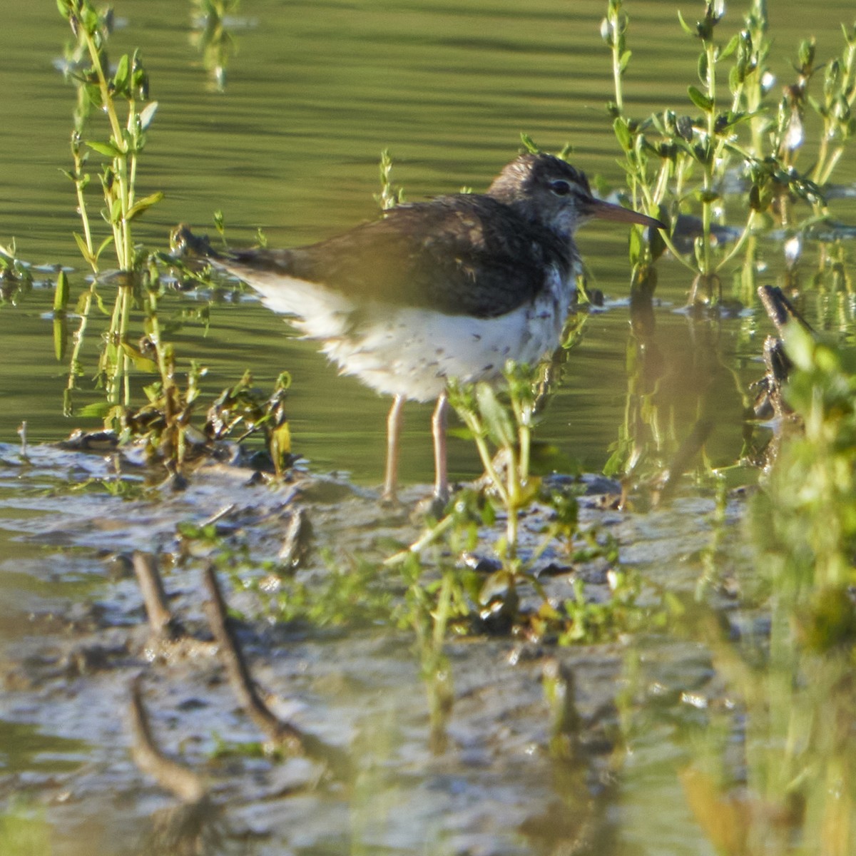 ביצנית נקודה - ML450587391