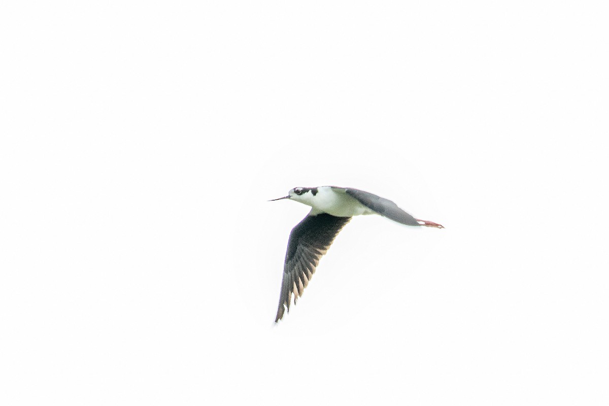 Black-necked Stilt - ML450587831