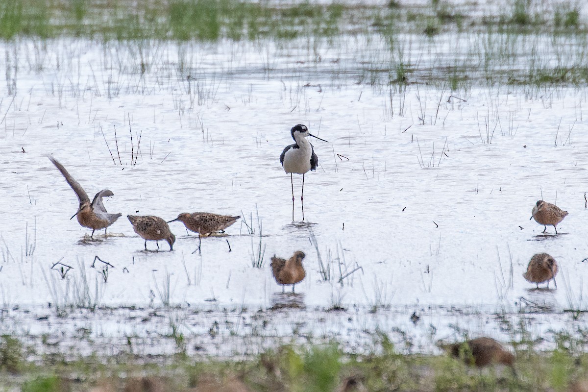 Black-necked Stilt - ML450587851