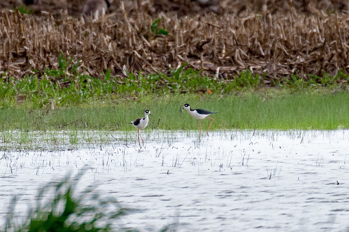 Black-necked Stilt - ML450587861