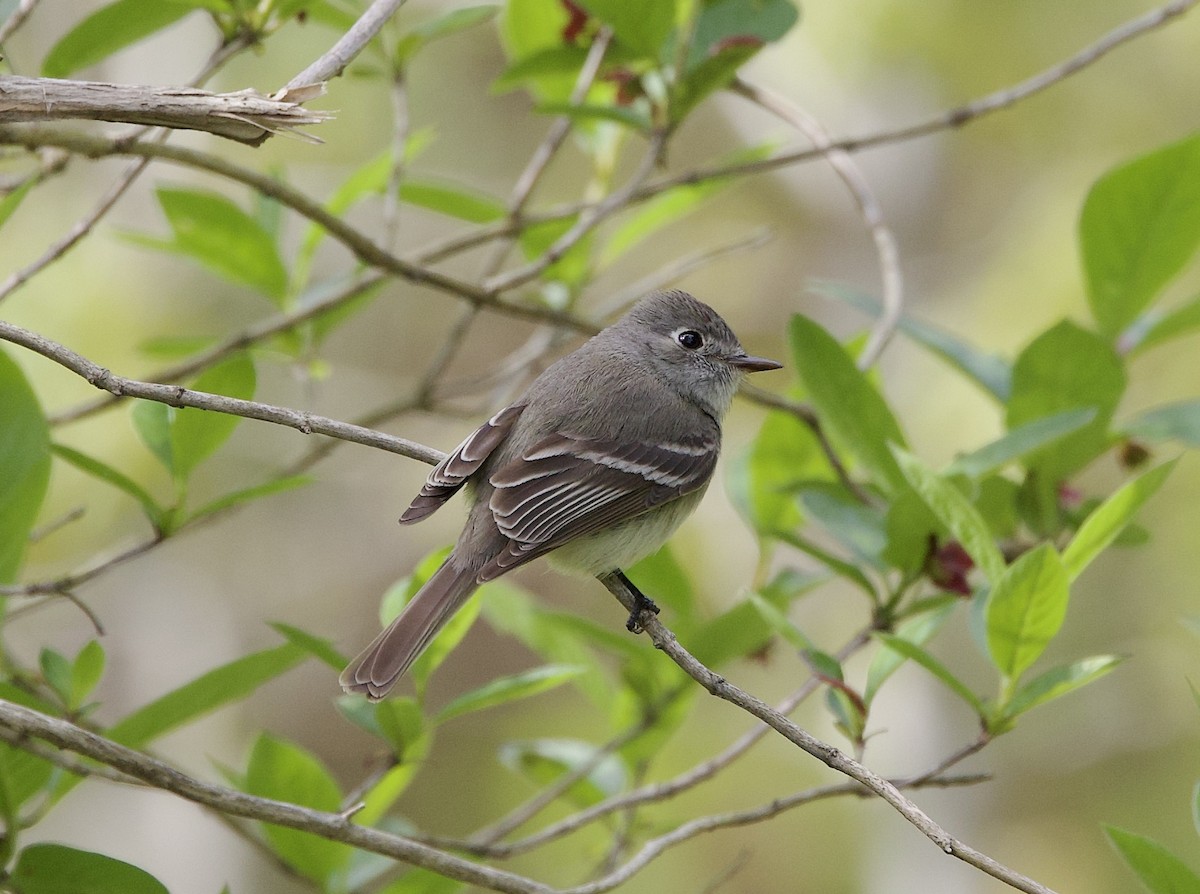 Dusky Flycatcher - Sue Flecker