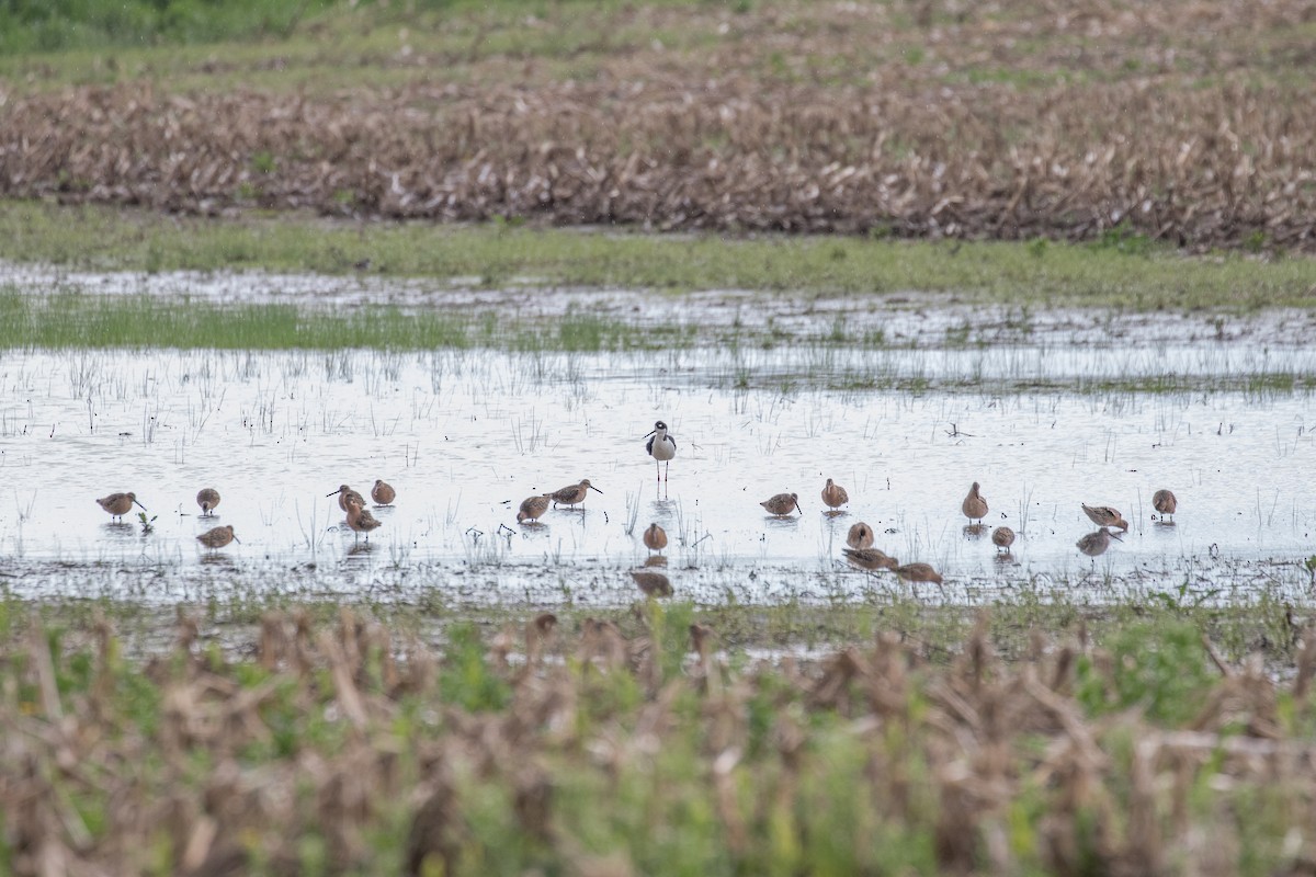Short-billed Dowitcher - ML450588281