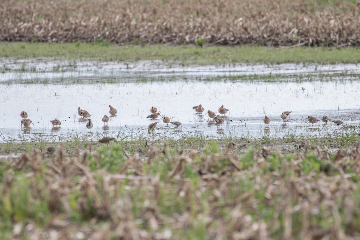 Short-billed Dowitcher - ML450588291