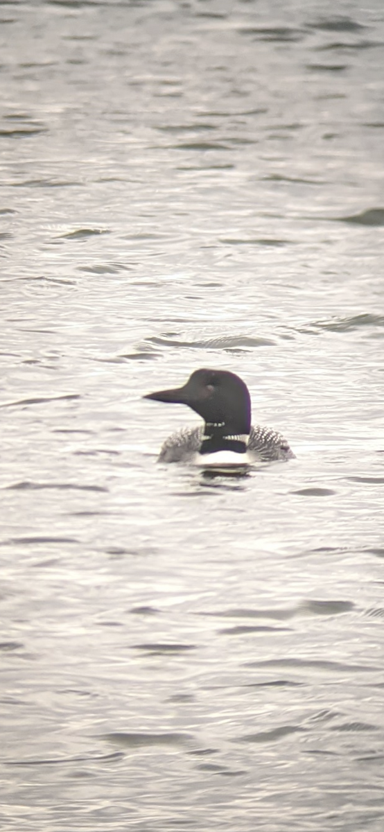 Common Loon - ML450590031