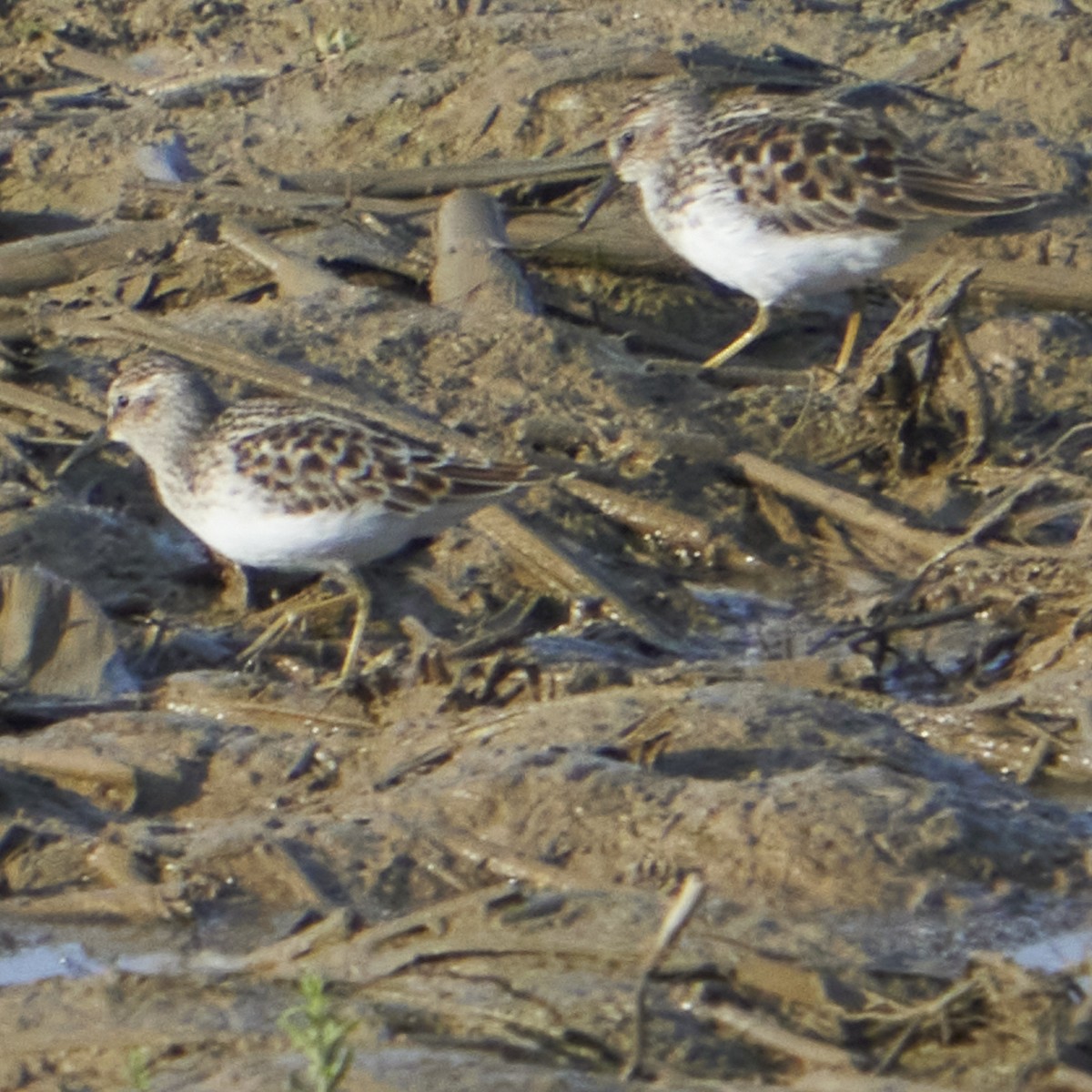 Least Sandpiper - ML450590201