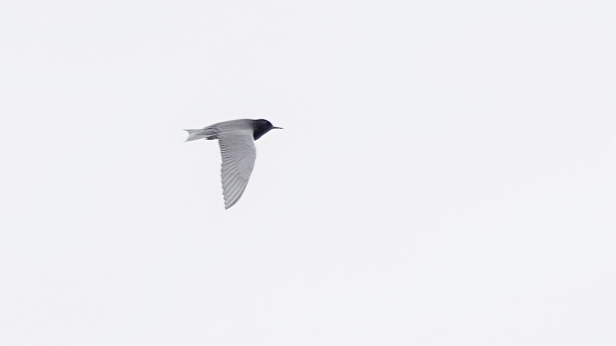 Black Tern - ML450590651