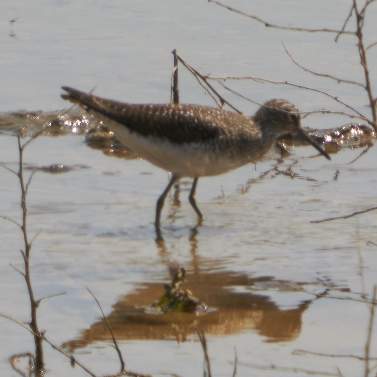 Solitary Sandpiper - ML450591631