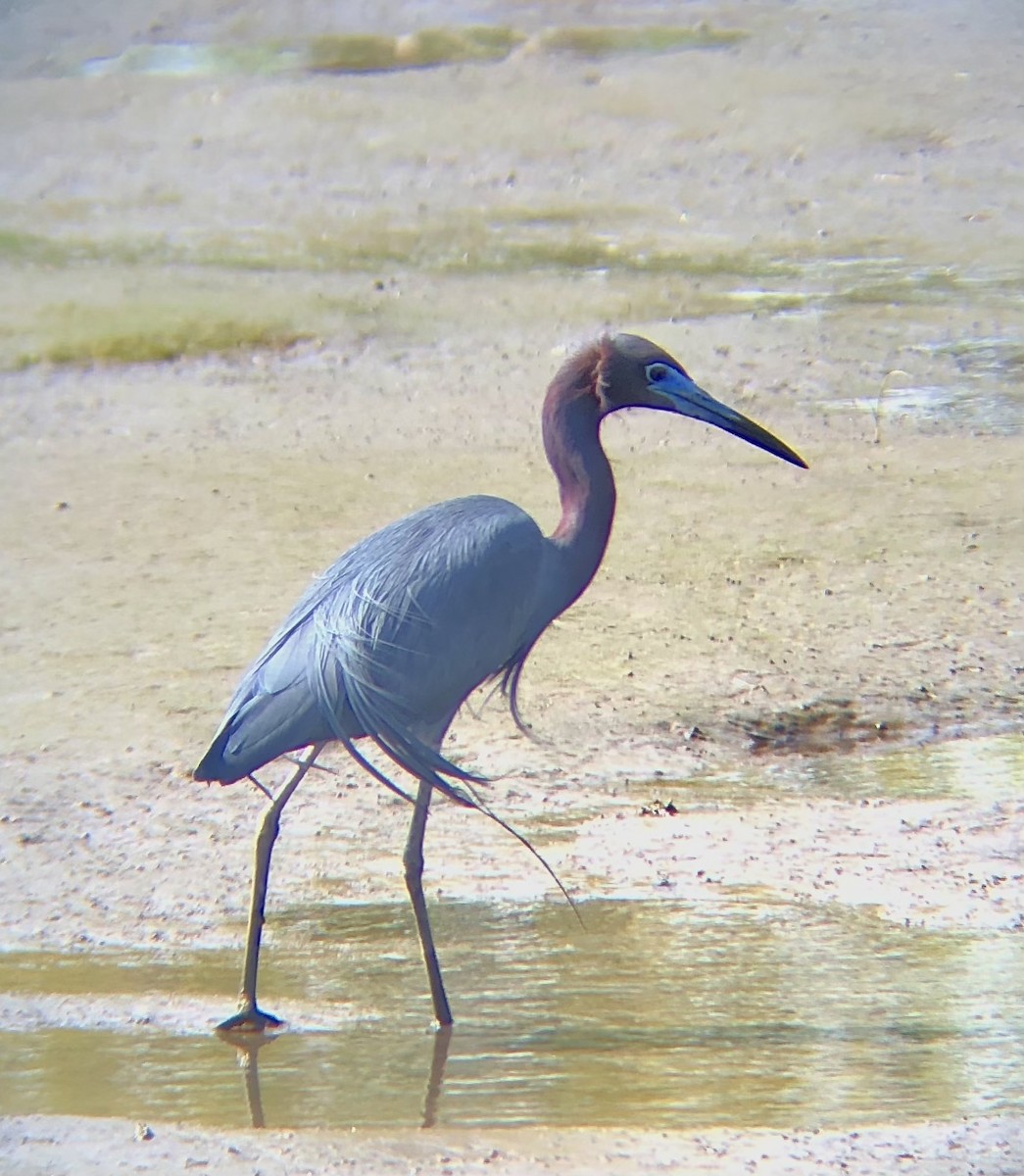 Little Blue Heron - ML450591701