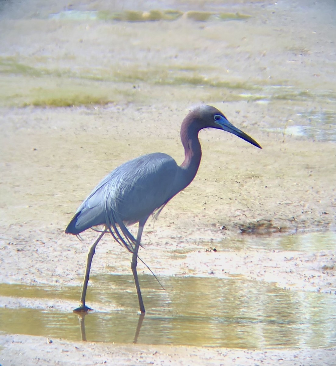 Little Blue Heron - ML450591781