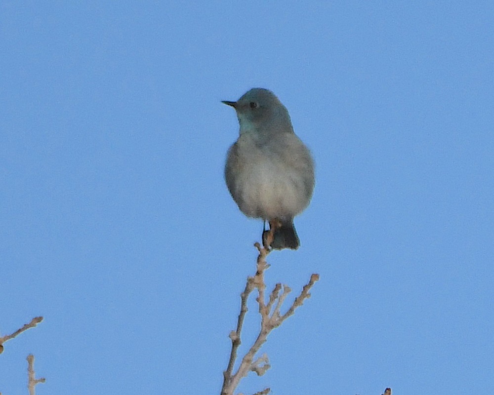 Mountain Bluebird - Ted Wolff