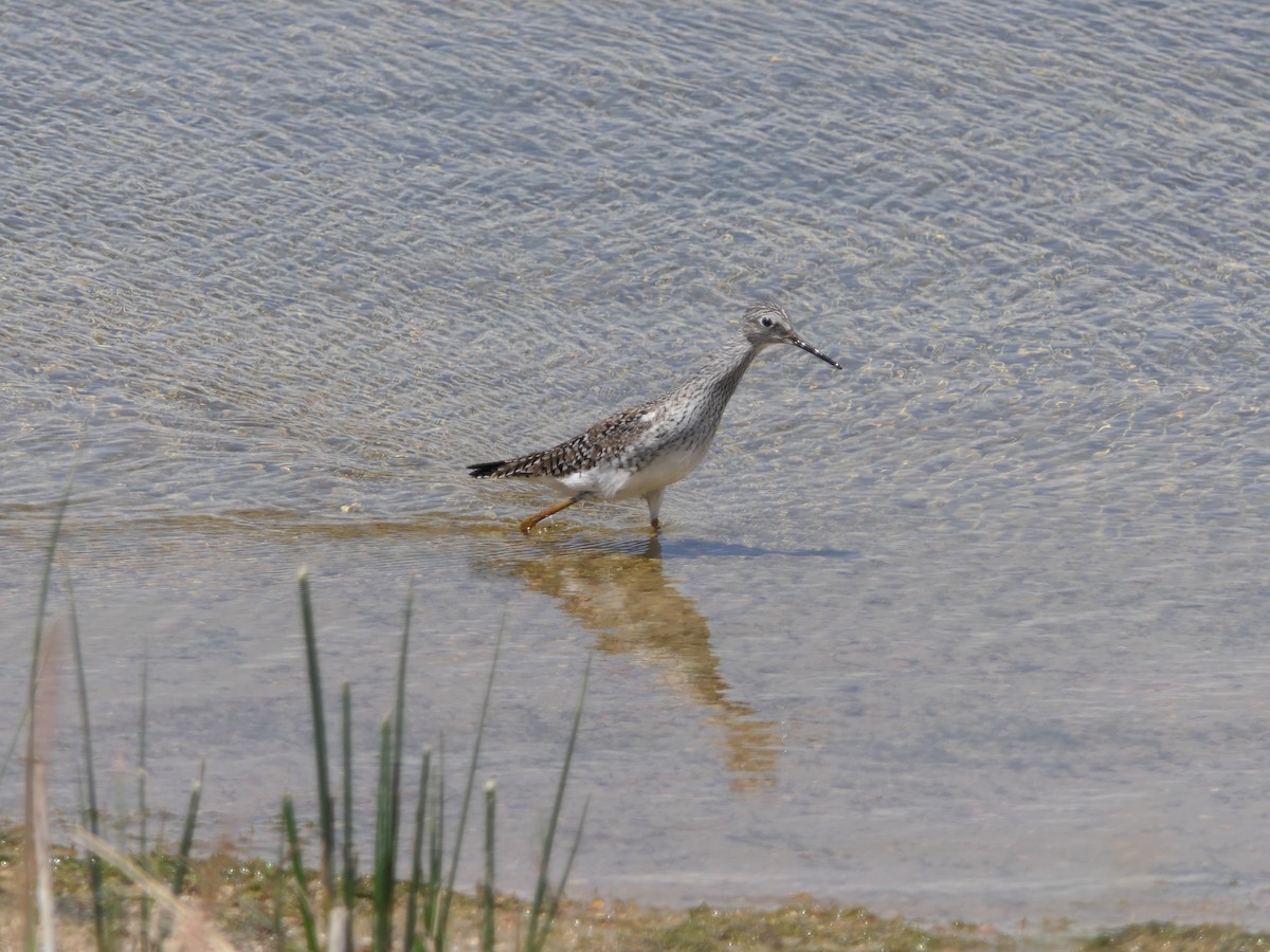 Lesser Yellowlegs - ML450592441